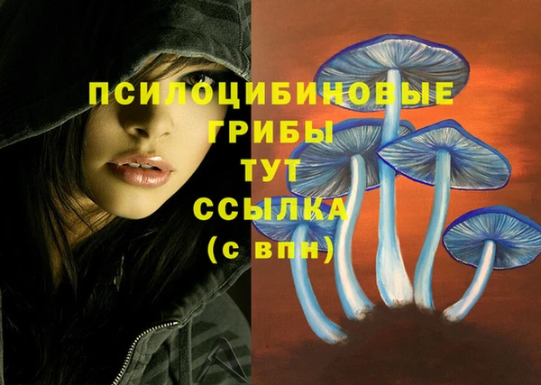 гашик Белокуриха